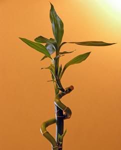 484px-LuckyBamboo_2005_SeanMcCleans.jpg