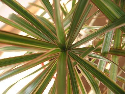 800px-Dracaena_marginata_Tricolor_0.jpg