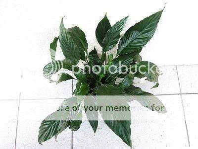 800px-Spathiphyllum_wallisii_a1smal.jpg