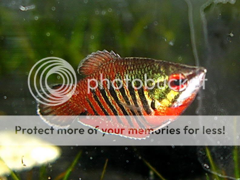 Samurai_Gourami_13.jpg