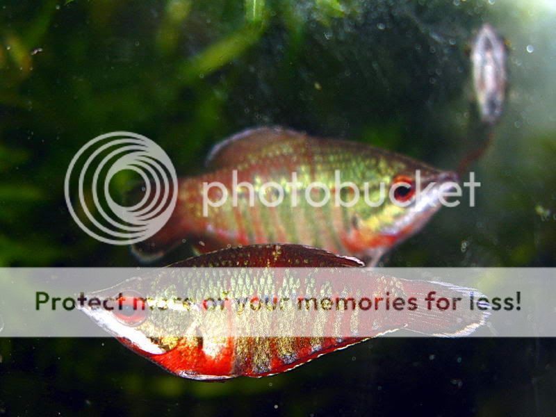 Samurai_Gourami_33.jpg