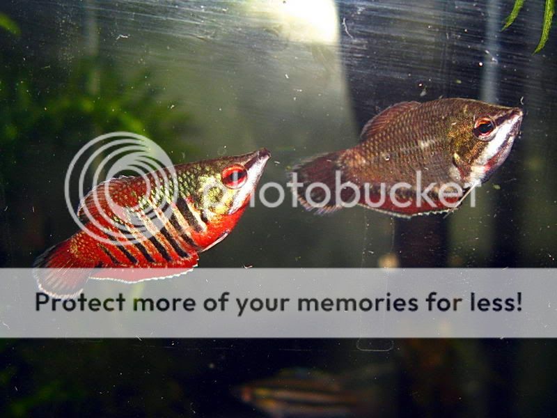 Samurai_Gourami_39.jpg