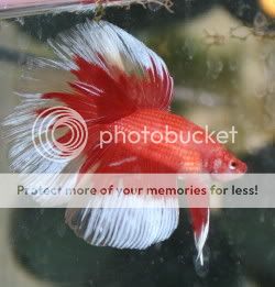 IMG_2299_1.jpg