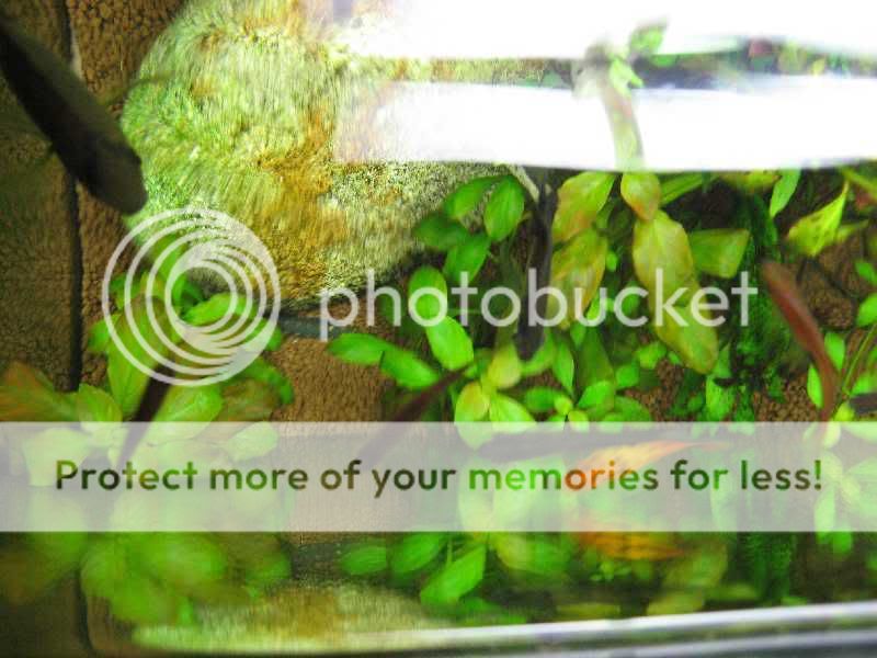JuwelRio125plantedpic1edit.jpg