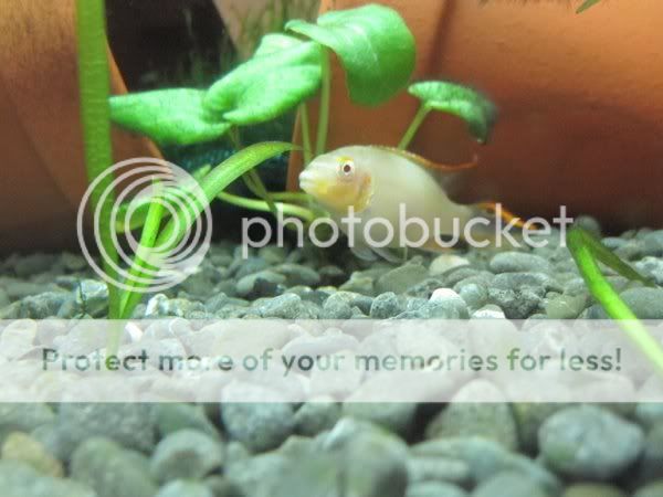 BastisFish.jpg