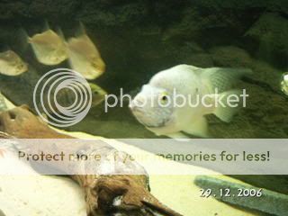 PICT0669.jpg