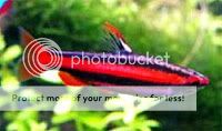pencilfish.jpg