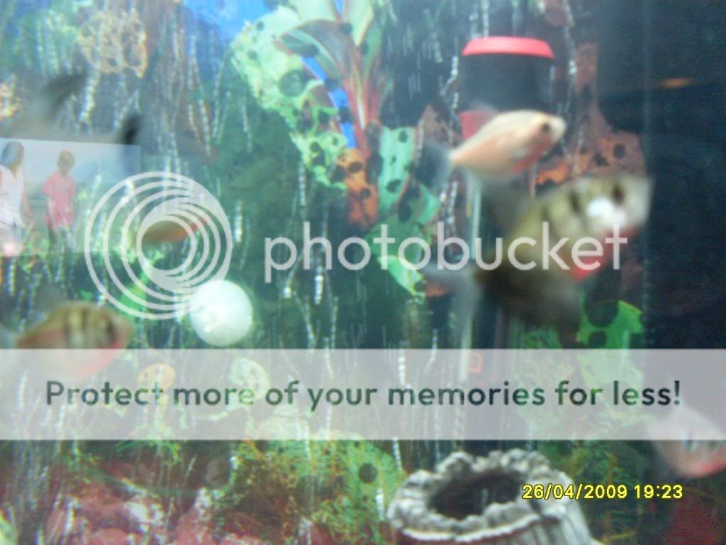 20galtetratank004.jpg