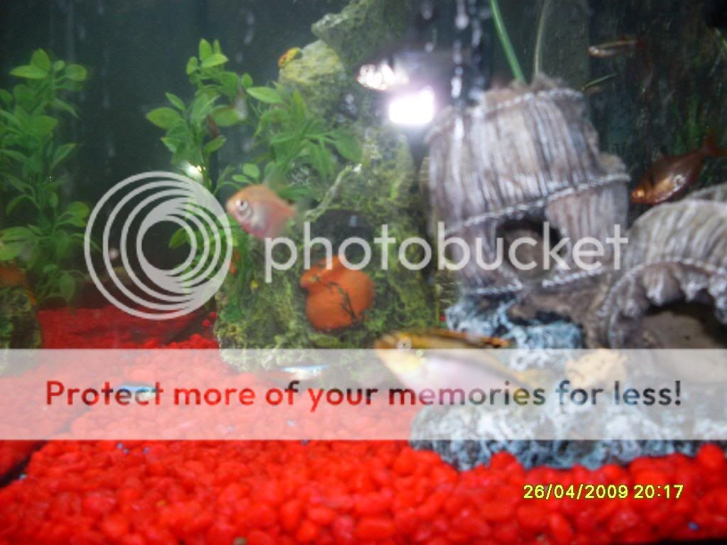 20galtetratank007.jpg