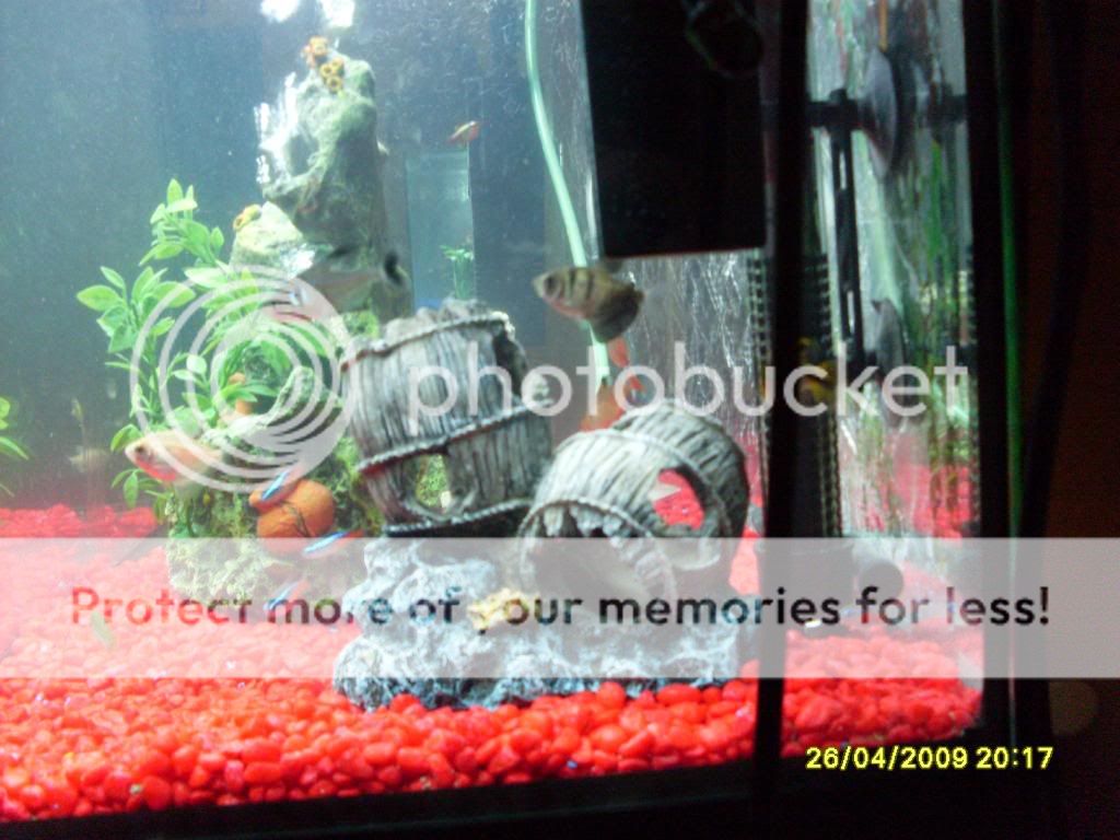 20galtetratank008.jpg