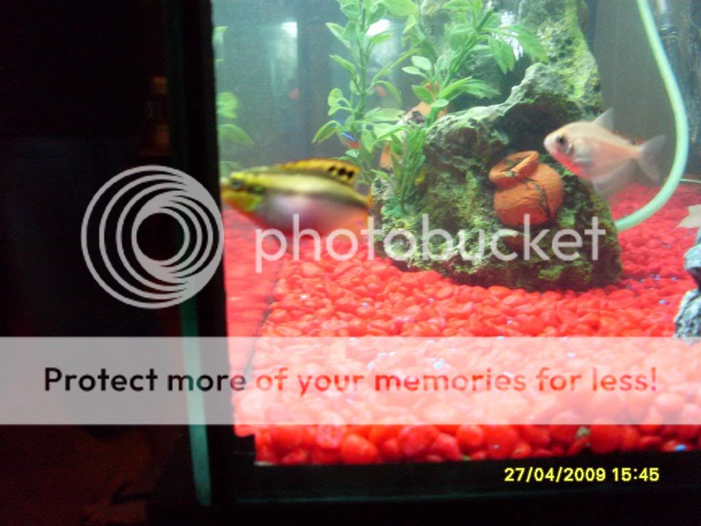 20galtetratank016.jpg