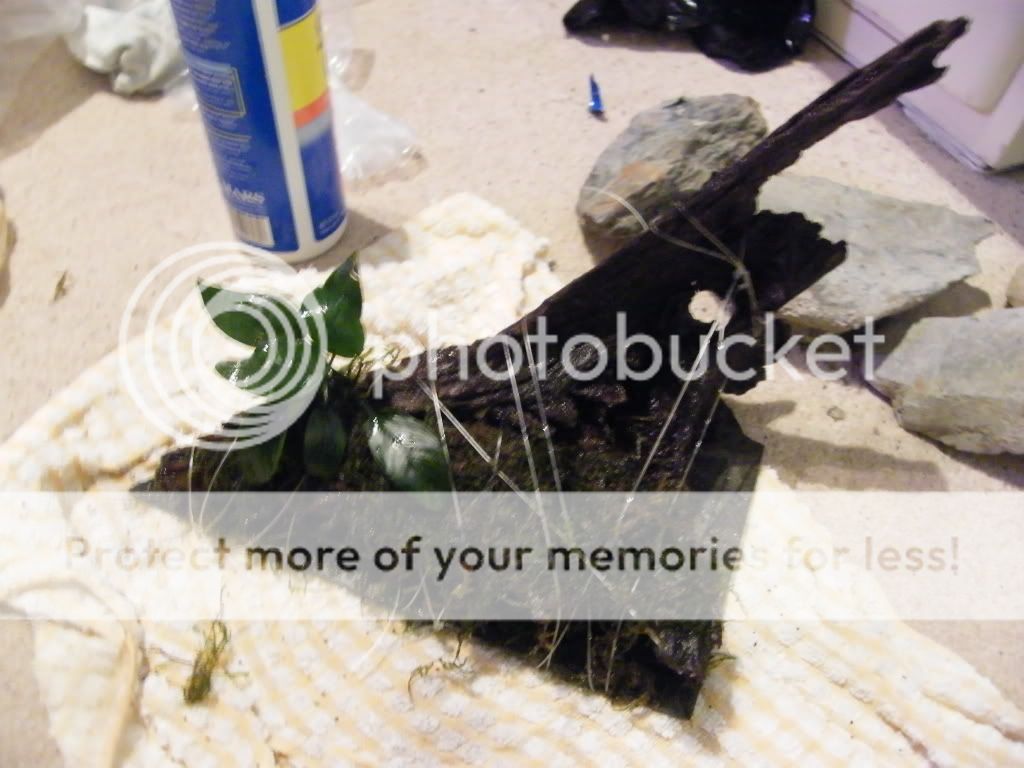 DSCF4512.jpg