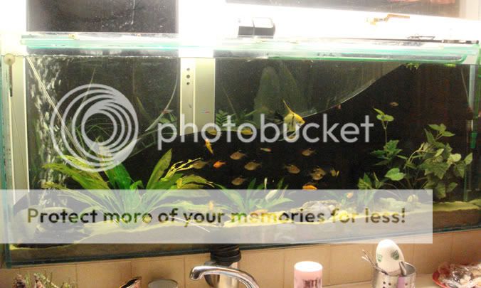 kitchen_tank-1.jpg
