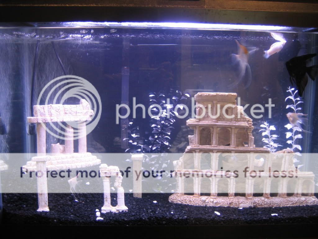 Fish001.jpg