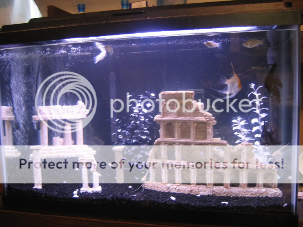 Fish005.jpg