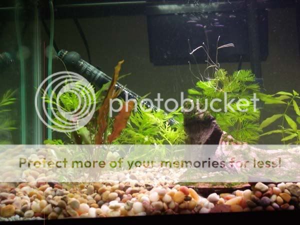 LoachMotel002_StageLeftPlants.jpg