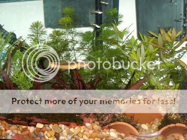 LoachMotel_112806c.jpg