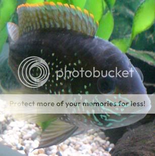 blueacara.jpg