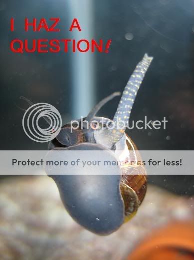 snail_question.jpg