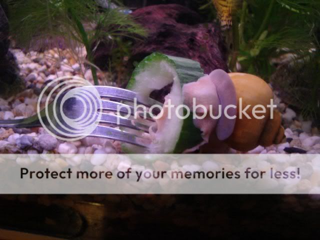 snail1.jpg