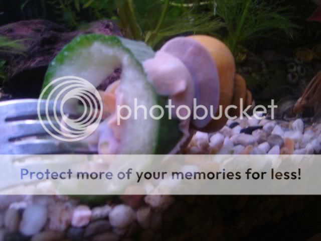 snail2.jpg