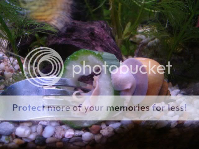 snail3.jpg