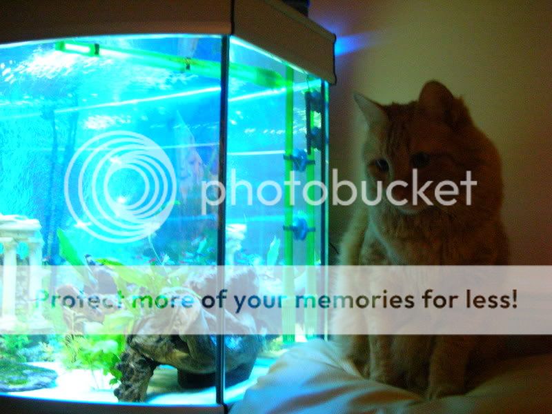 fish017.jpg