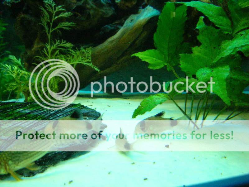 fish019.jpg