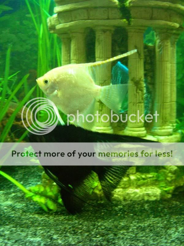 fish2008001.jpg