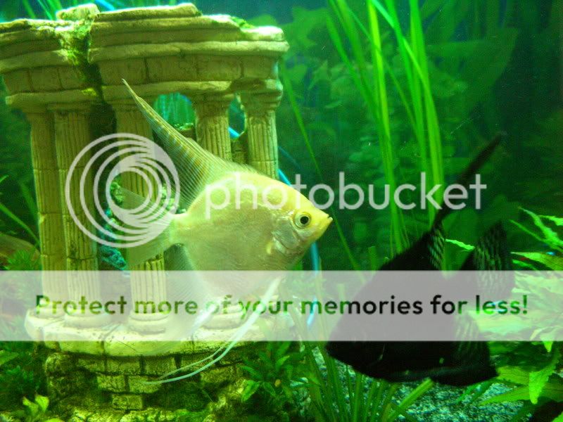 fish2008002.jpg