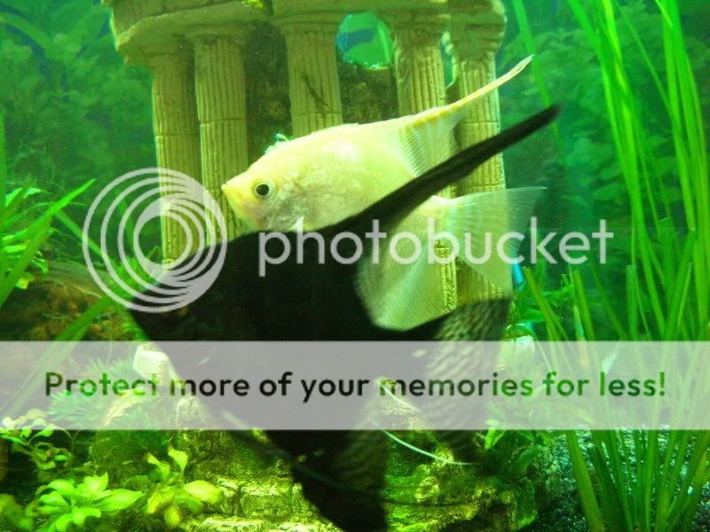 fish2008004.jpg