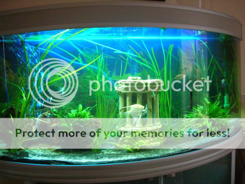 fish2008006.jpg