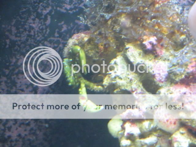 fishtanks001.jpg