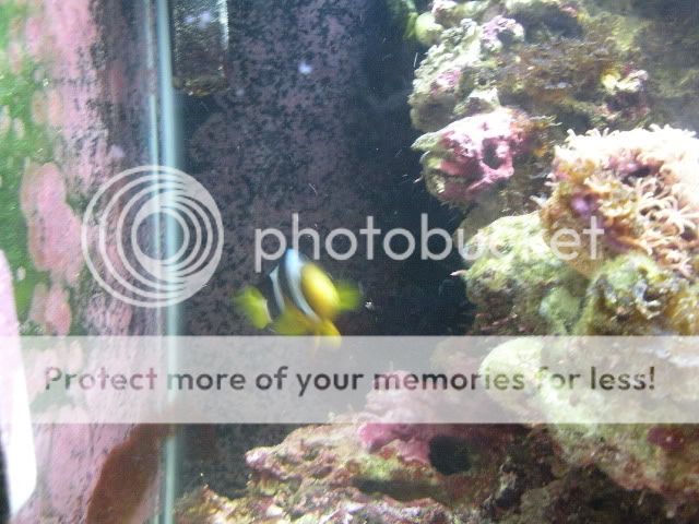 fishtanks007.jpg