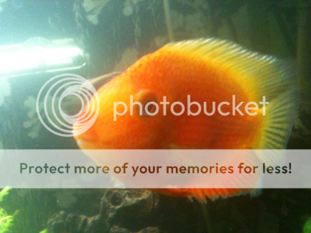 redspottedseverum2.png