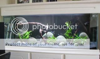 Aquarium2011.jpg