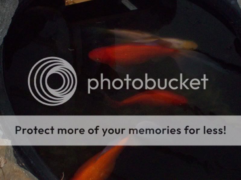 goldfish.jpg
