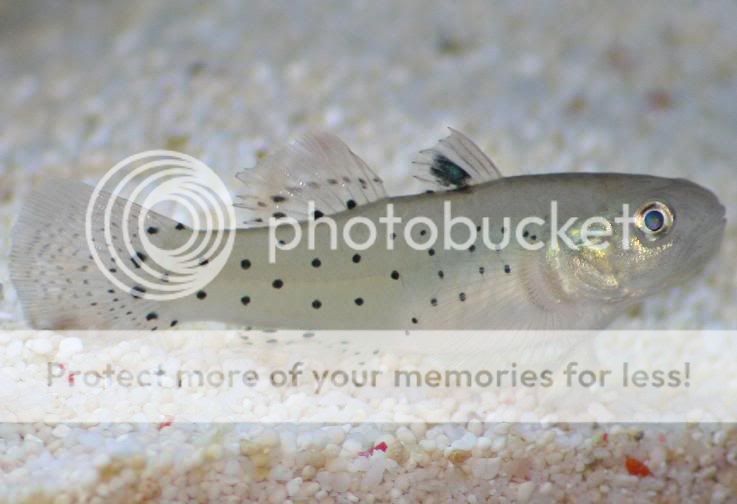 goby1.jpg