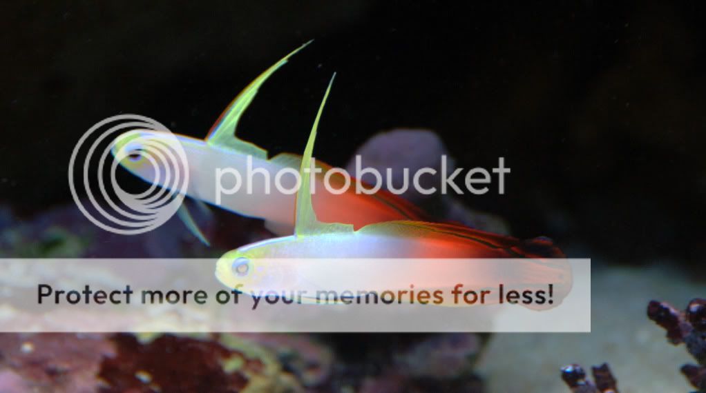 Firefish2.jpg