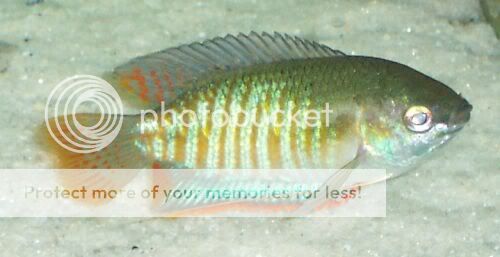 gourami3.jpg