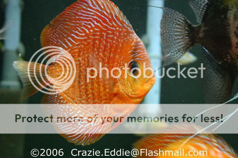Discus-FinelineSnakeSkinwtmk.jpg
