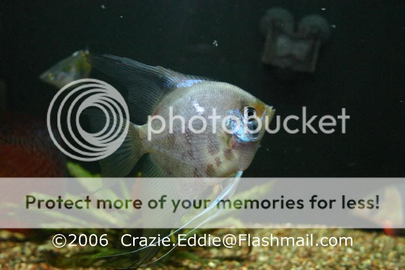 Fish-AngelBlueBlusher.jpg