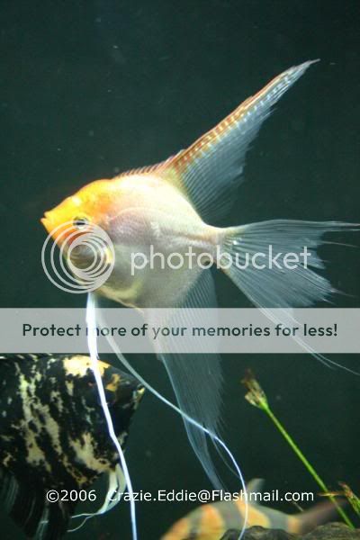 Fish-AngelGoldPearlscale.jpg