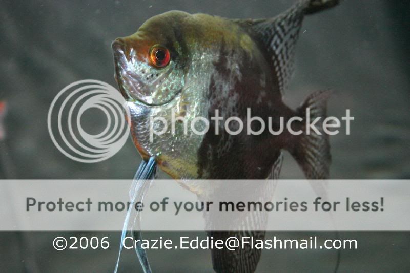 Fish-AngelSmokey3a.jpg
