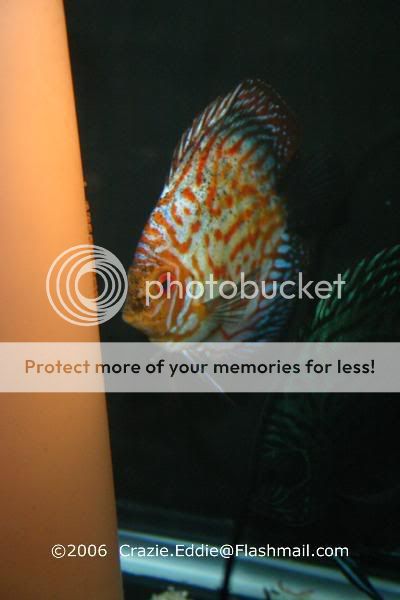 Fish-DiscusRTPBwitheggs2.jpg