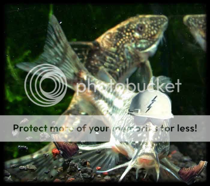 corydoras_barbatus1327_builder.jpg