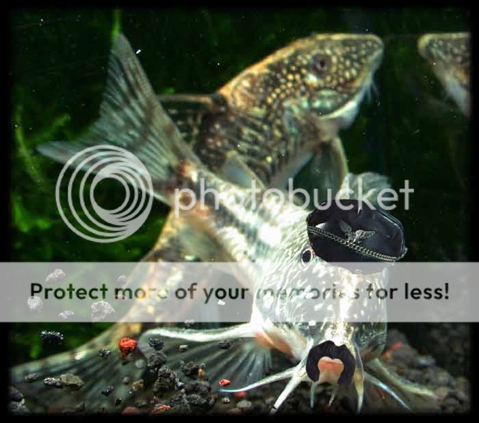 corydoras_barbatus_biker.jpg