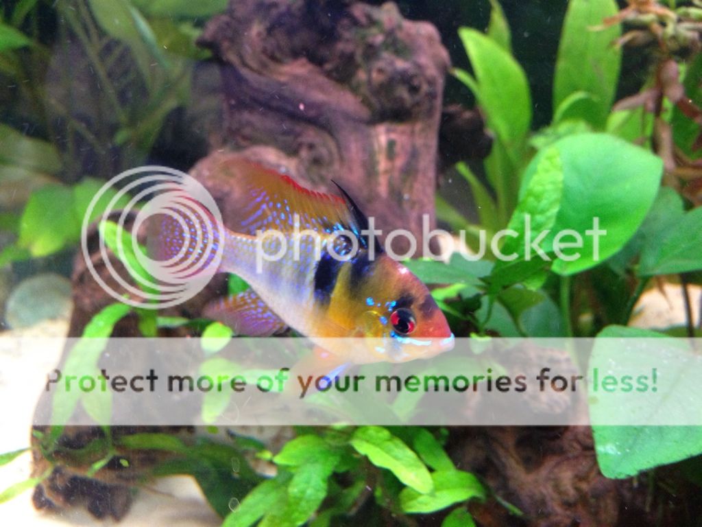 E17F3777-3D63-4413-948B-F92D961024E0-13675-000009B215FD4D9B.jpg
