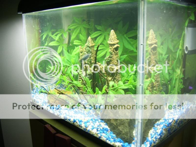 Tank002Medium.jpg