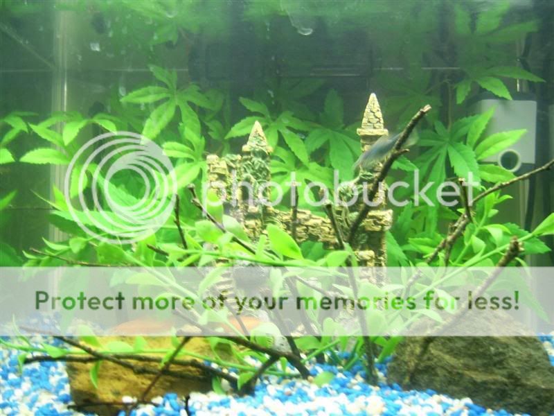Tank1Medium.jpg